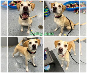 American Staffordshire Terrier-Labrador Retriever Mix Dogs for adoption in Pierceton , IN, USA