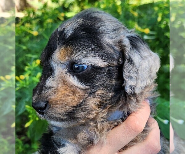 Medium Photo #6 Aussiedoodle Miniature  Puppy For Sale in COLUMBIA, TN, USA
