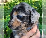 Small #5 Aussiedoodle Miniature 