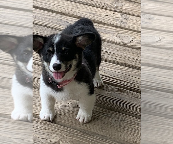 Medium Photo #11 Pembroke Welsh Corgi Puppy For Sale in BURLESON, TX, USA