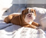 Small Photo #2 Bulldog Puppy For Sale in VICTORIA, TX, USA