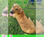 Small Photo #5 Australian Shepherd-Beagle Mix Puppy For Sale in Pensacola, FL, USA
