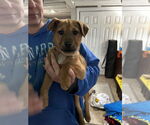 Small #1 Borador