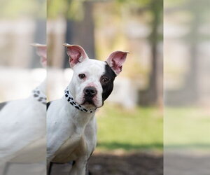 American Pit Bull Terrier-Unknown Mix Dogs for adoption in Belleville, IL, USA