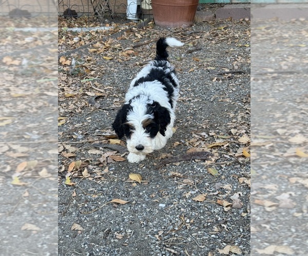 Medium Photo #19 Bernedoodle (Miniature) Puppy For Sale in LONGMONT, CO, USA