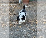 Templeton - Male Bernedoodle (Miniature) Puppy for Sale - Photo #19
