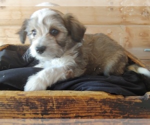 Bichon Frise-Miniature Australian Shepherd Mix Puppy for sale in CANON CITY, CO, USA