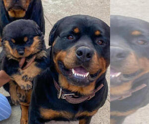 Father of the Rottweiler puppies born on 02/09/2023