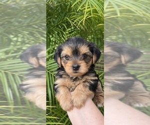 Yorkshire Terrier Puppy for sale in NORTH VENICE, FL, USA