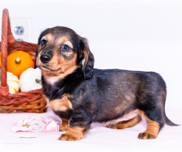 Medium Photo #4 Dachshund Puppy For Sale in WAKARUSA, IN, USA
