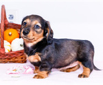 Small Photo #9 Dachshund Puppy For Sale in WAKARUSA, IN, USA