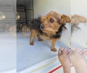 Border Terrier-Unknown Mix Dogs for adoption in Houston, TX, USA