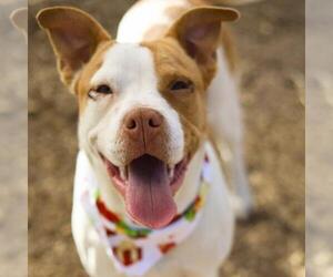American Staffordshire Terrier-Unknown Mix Dogs for adoption in San Antonio, TX, USA