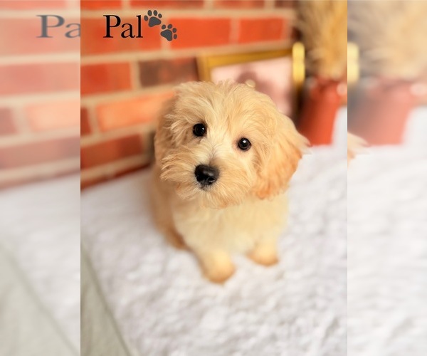 Medium Photo #3 Poo-Ton Puppy For Sale in MURFREESBORO, TN, USA
