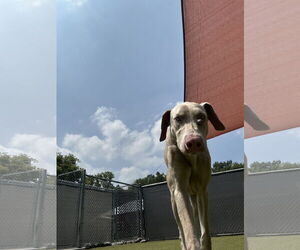 Doberman Pinscher Dogs for adoption in Buffalo, MN, USA
