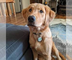 Golden Retriever Puppy for sale in ONTARIO, OR, USA