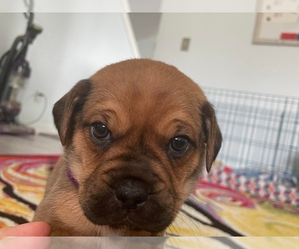 Medium Photo #9 Beagleman-Pug Mix Puppy For Sale in YELM, WA, USA
