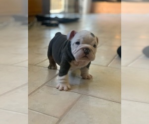 English Bulldog Puppy for sale in CORONA, CA, USA
