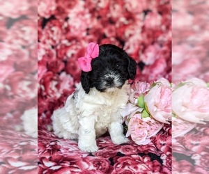 Cock-A-Poo Puppy for sale in NEW HOLLAND, PA, USA
