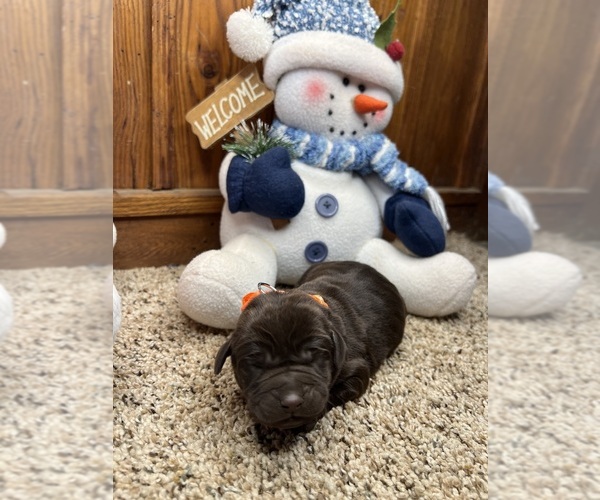 Medium Photo #13 Labrador Retriever Puppy For Sale in NEOLA, WV, USA