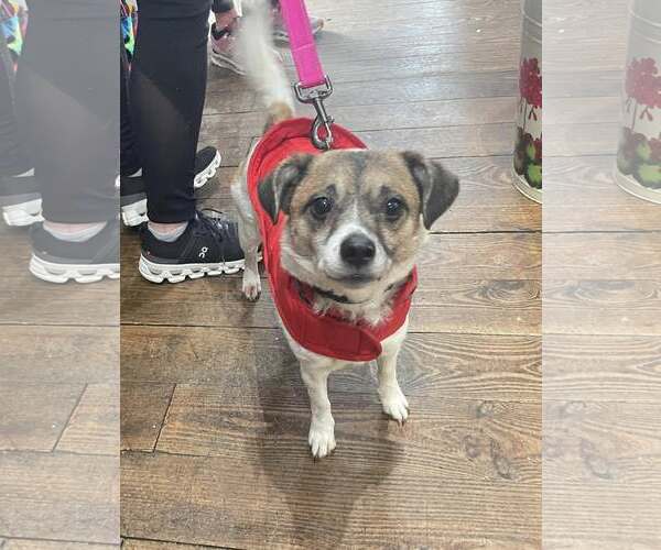 Medium Photo #5 Jack Russell Terrier-Unknown Mix Puppy For Sale in Chester, NJ, USA