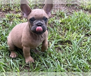 French Bulldog Puppy for sale in SEBRING, FL, USA