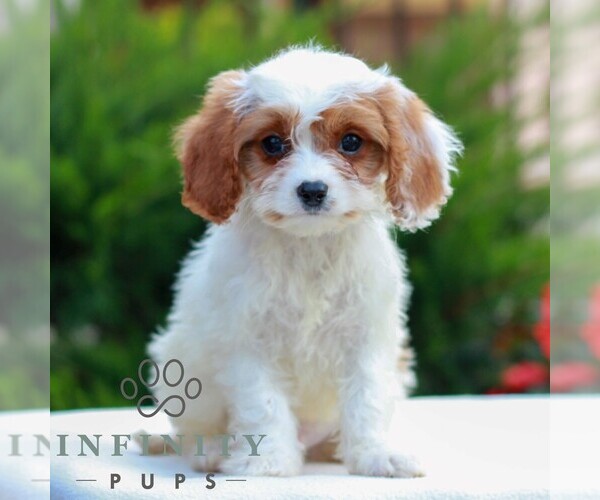 Medium Photo #1 Cavapoo (Miniature) Puppy For Sale in LITITZ, PA, USA