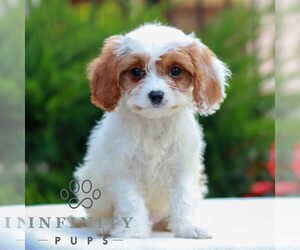 Cavapoo (Miniature) Puppy for sale in LITITZ, PA, USA