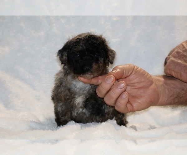 Medium Photo #3 ShihPoo Puppy For Sale in DYERSBURG, TN, USA