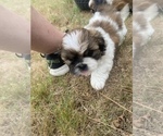 Small Photo #27 Shih Tzu Puppy For Sale in VENETA, OR, USA