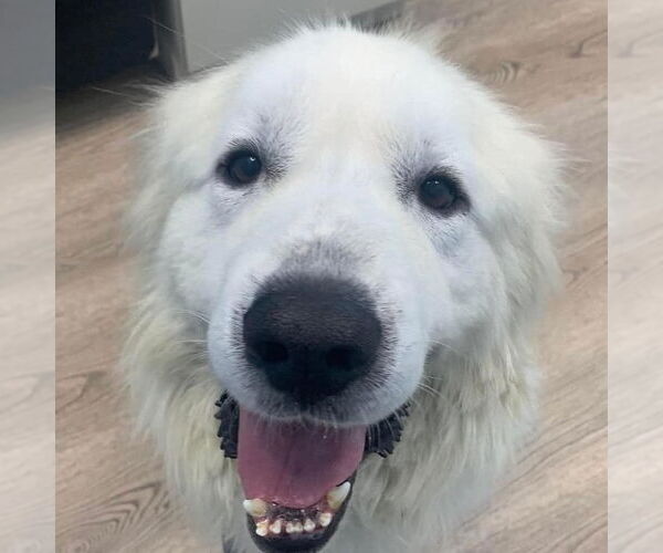 Medium Photo #8 Great Pyrenees Puppy For Sale in Dallas, TX, USA