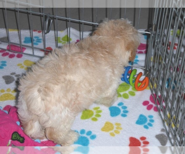 Medium Photo #2 ShihPoo Puppy For Sale in ORO VALLEY, AZ, USA