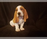 Small Photo #1 Basset Hound Puppy For Sale in CLAREMORE, OK, USA