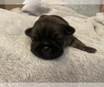 Small Photo #4 Brussels Griffon Puppy For Sale in POWHATAN, VA, USA
