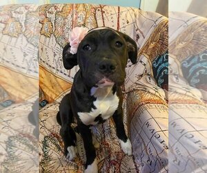 American Pit Bull Terrier-Unknown Mix Dogs for adoption in Jacksonville, NC, USA