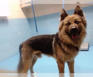 German Shepherd Dog-Siberian Husky Mix Dogs for adoption in Moreno Valley, CA, USA
