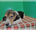 Small Photo #2 Beagle Puppy For Sale in PATERSON, NJ, USA