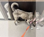 Small #3 Huskies  Mix