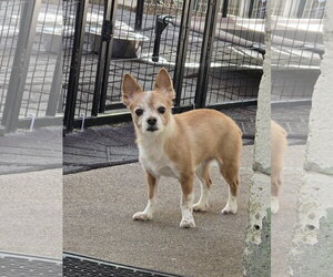 Kit Copper Roo - Male Pomeranian-Unknown Mix Dog for Adoption - Photo #4