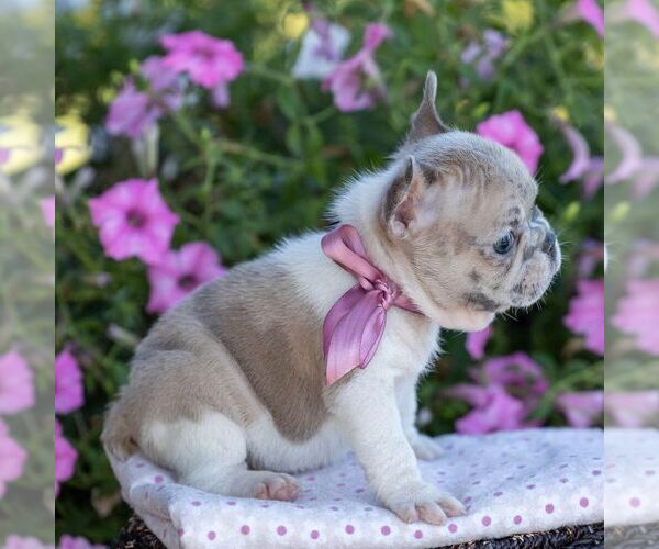 Medium Photo #3 French Bulldog Puppy For Sale in CAMPBELL HILL, IL, USA