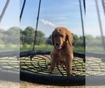 Small Photo #10 Goldendoodle Puppy For Sale in WESTMINSTER, SC, USA