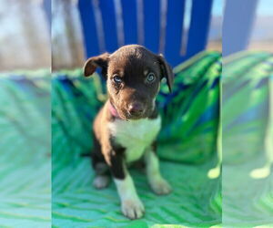 Australian Shepherd-Unknown Mix Dogs for adoption in Pacolet, SC, USA