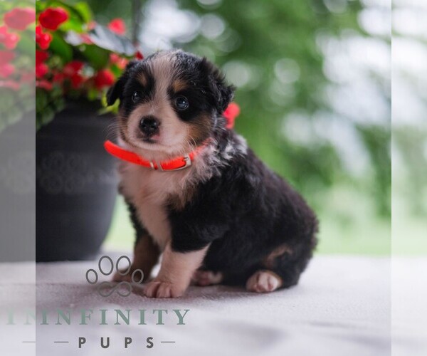 Medium Photo #5 Miniature Australian Shepherd Puppy For Sale in REBERSBURG, PA, USA