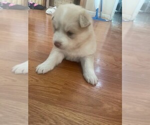 Alusky Puppy for sale in HAYWARD, CA, USA
