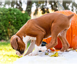 Small Photo #37 Boxer Puppy For Sale in WAKARUSA, IN, USA