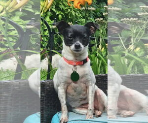Chihuahua Dogs for adoption in St. Louis Park, MN, USA