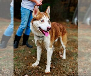 Huskies -Unknown Mix Dogs for adoption in Sparta, TN, USA