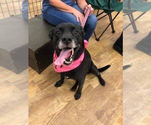 Sadie - Female Labrador Retriever-Unknown Mix Dog for Adoption - Photo #44
