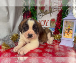 Small Photo #6 Saint Bernard Puppy For Sale in ORWELL, OH, USA