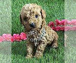 Small #32 Poodle (Toy)